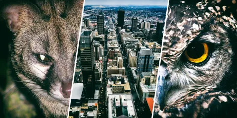 Why South Africa’s concrete jungle is still home to a host of multiple species
