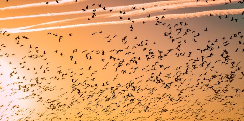 Wetlands — critical ecosystems to keep migrating birds soaring — are under global threat