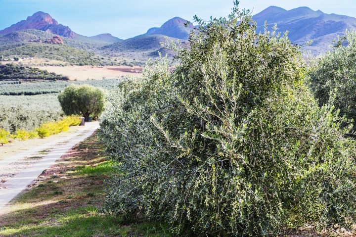 Klein Karoo estate beats world’s biggest producers to win best single varietal olive oil