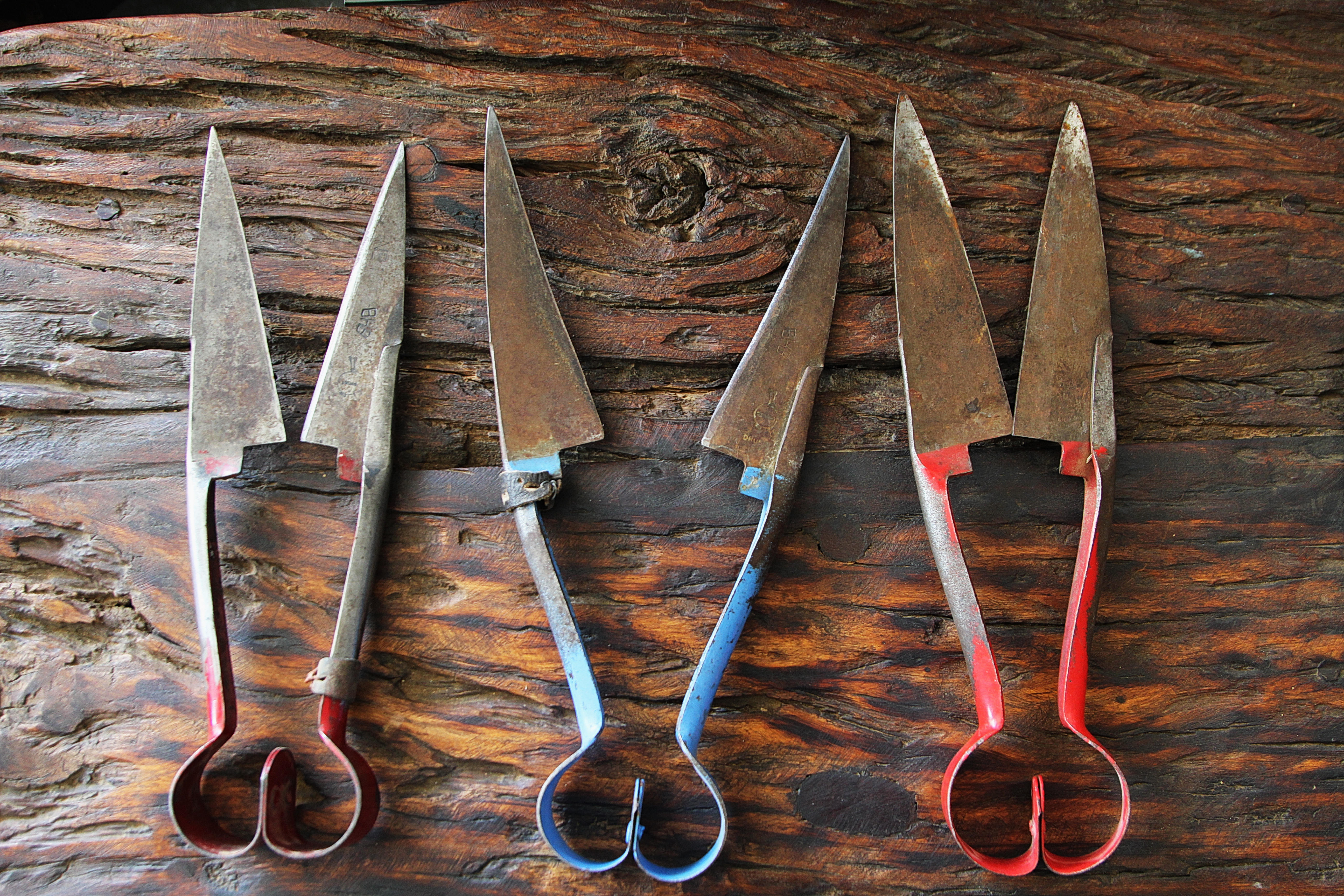 Classic, ageless sheep shears as still used on many Karoo farms – especially during loadshedding. Image: Chris Marais