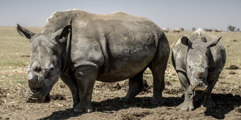 Hawks close in on North West rhino horn burglars – second heist suspect arrested