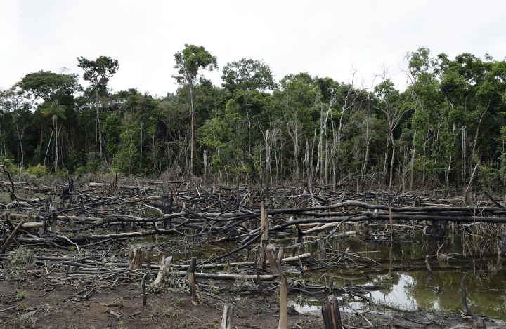 Tropical forest losses rise in 2022 despite pledge to end them