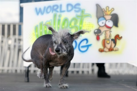 2023 World’s Ugliest Dog Contest, and more from around the world
