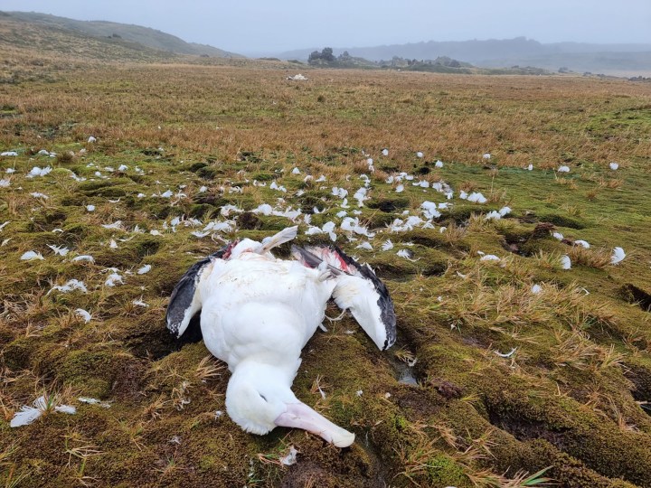 Fatal mouse attacks on adult birds spark red alert at world’s biggest wandering albatross colony