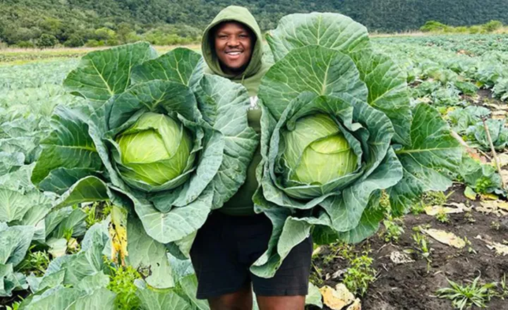 Of cabbages and kings – his dream was dashed, but this young farmer is growing a brighter future