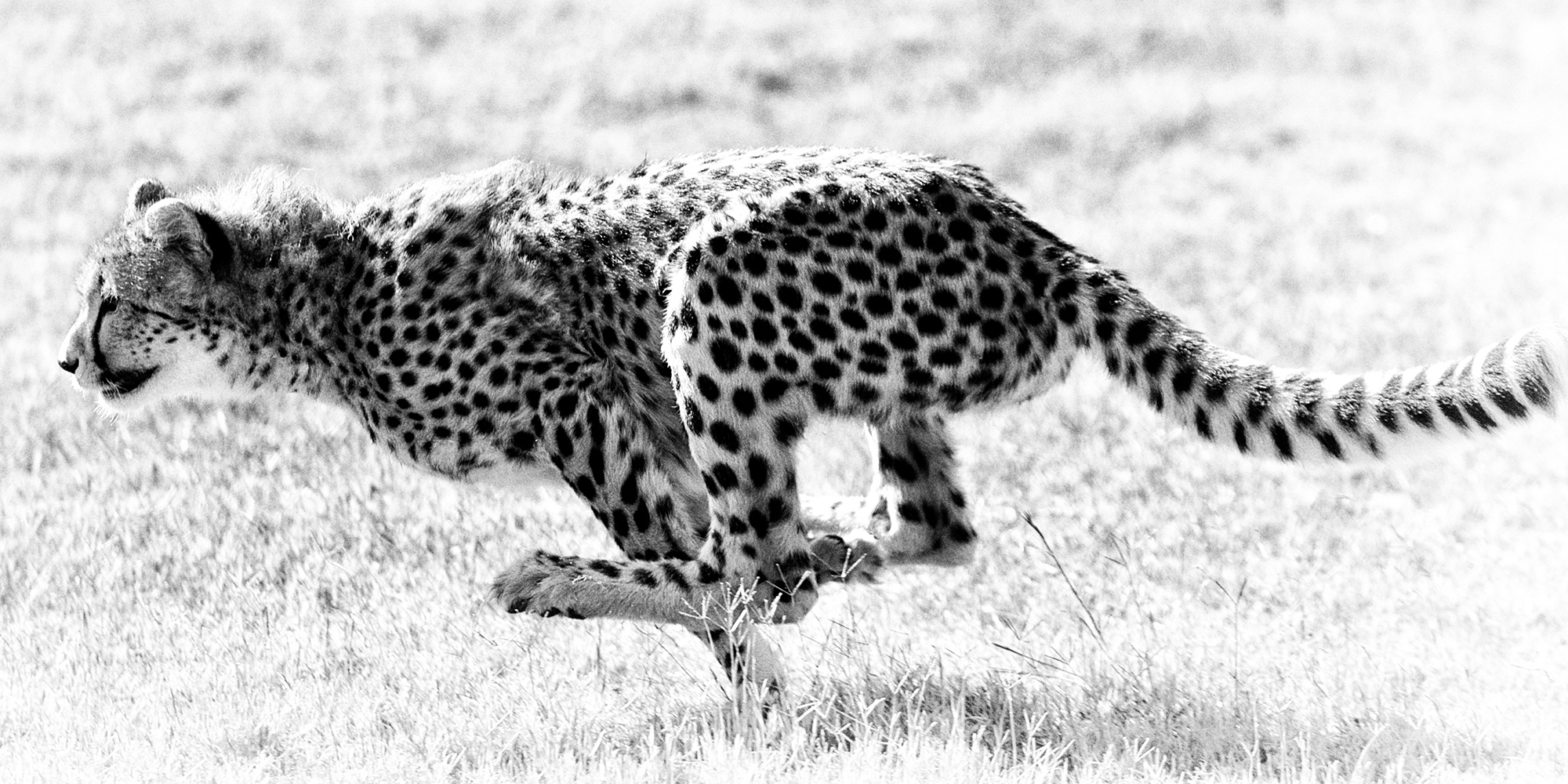 India cheetah deaths