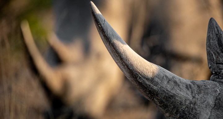 ‘Kick in the gut’ – thieves escape with 51 rhino horns from North West Parks Board HQ