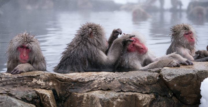 Macaque monkeys’ social networks shrink with age, echoing a pattern observed in elderly humans – new research suggests