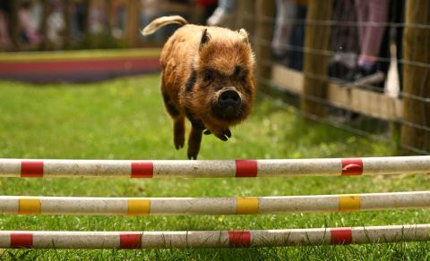 Pigs fly at pig racing event, and more from around the world