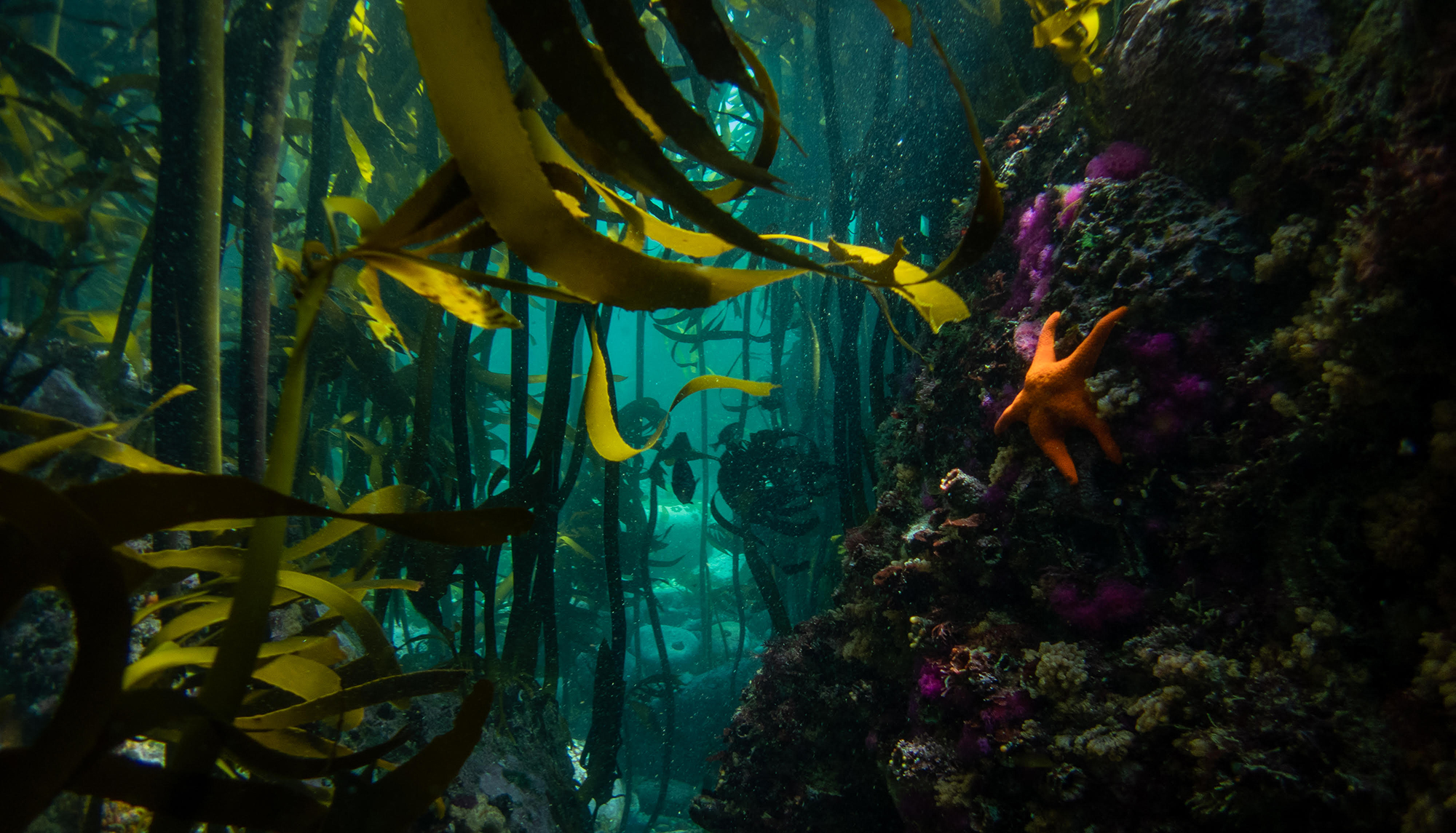 taxonomy kelp forests