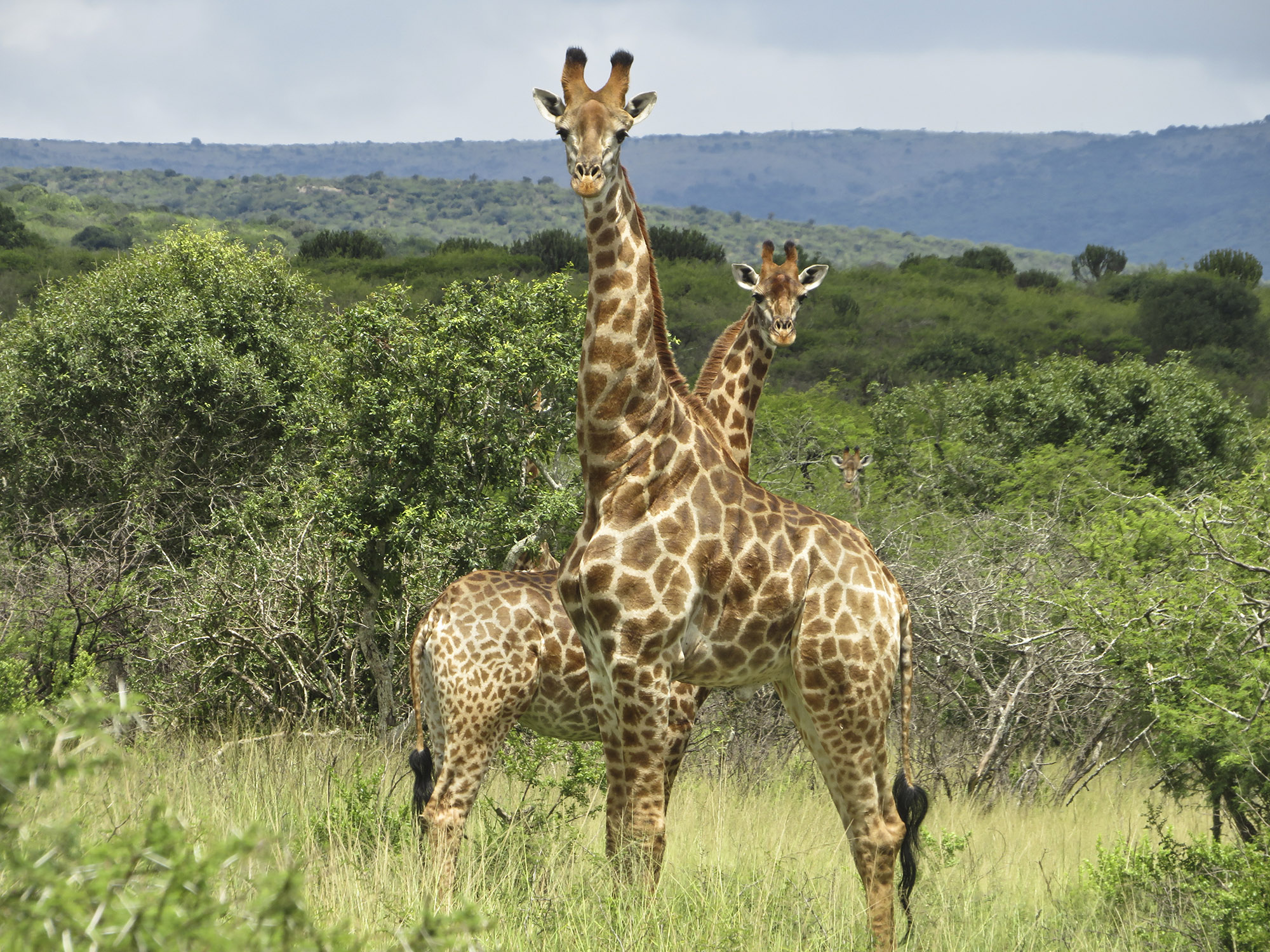 Mawana Game Reserve is rich in wildlife 2