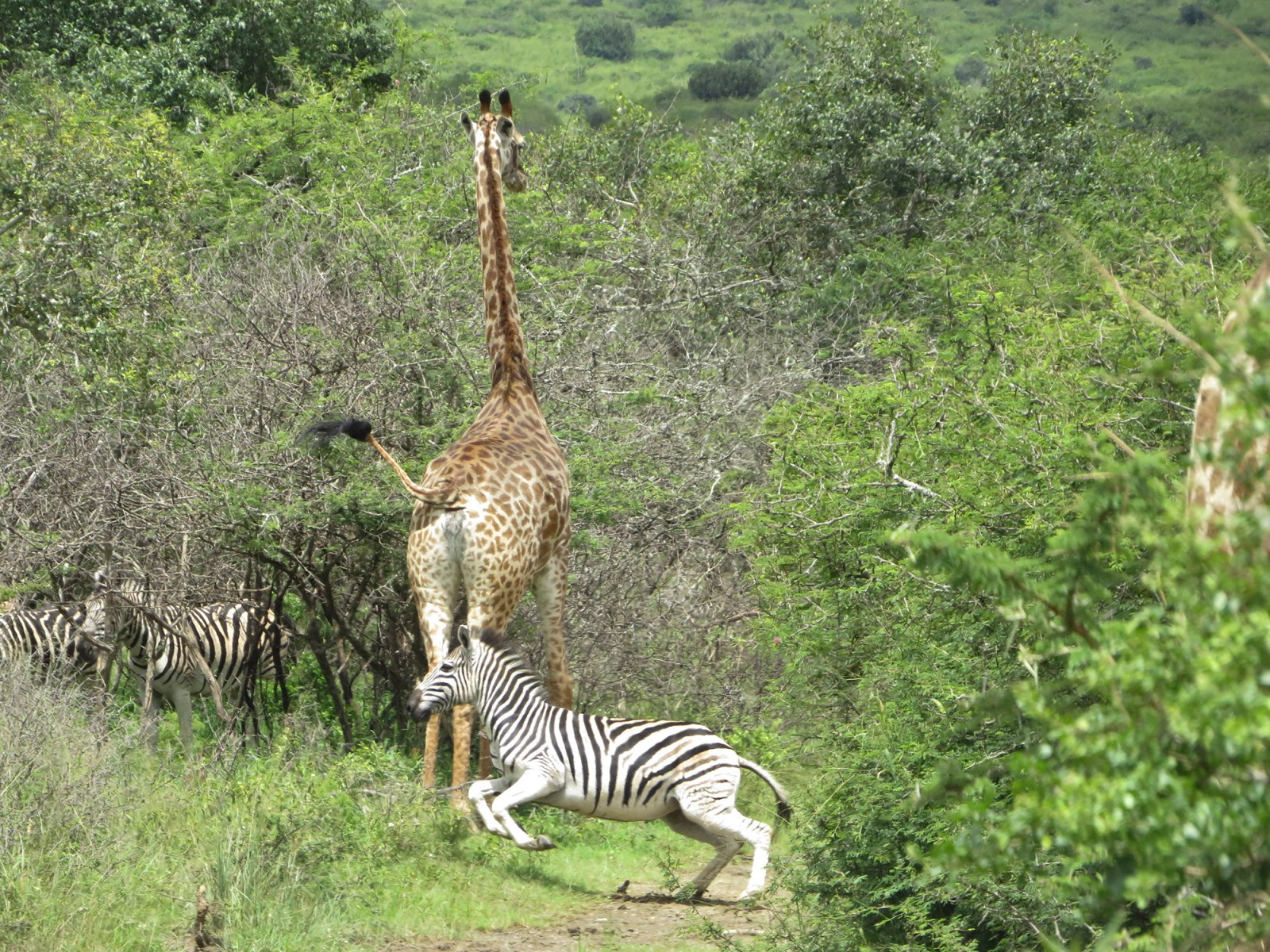 Mawana Game Reserve is rich in wildlife