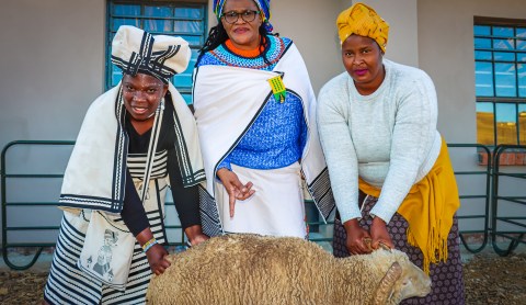 Bleating the odds in rural Eastern Cape – young wool farmers prove getting ‘shed’ is a good thing