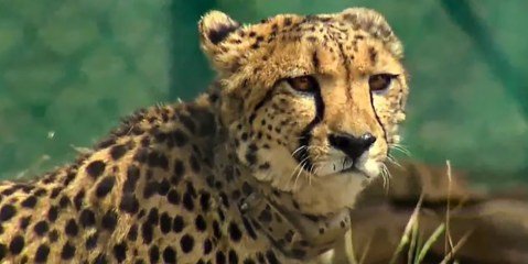 Relocation of African cheetahs to India questioned as 6 reported dead within six months