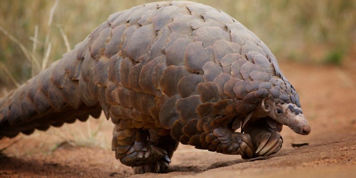 Four men arrested after allegedly trying to sell two poached pangolins for R200,000