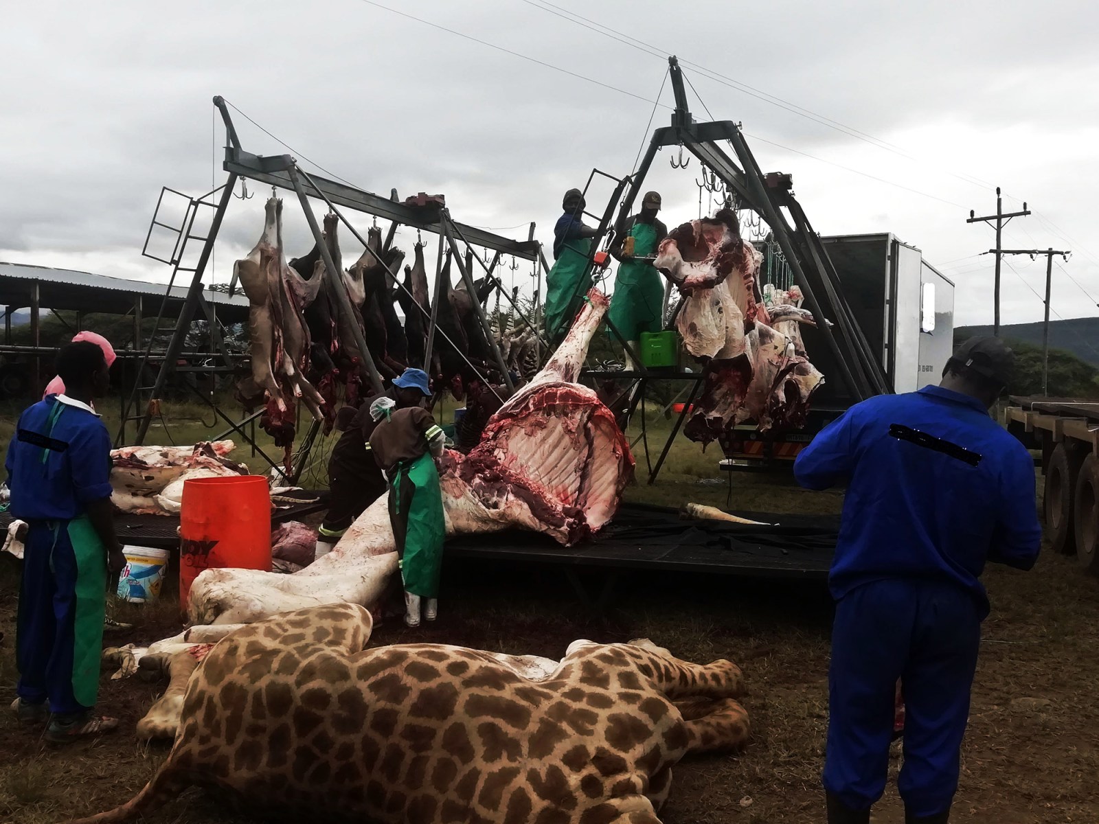The culled wildlife are being sold for meat