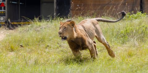 Arrival of two strapping lions to Babanango spearheads pride rejuvenation in KZN