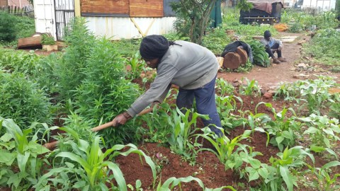 Ndawo Entle: From Joburg dumping site to a community garden helping green a city