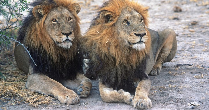 Kruger lions being poisoned by poachers for body parts, says SANParks