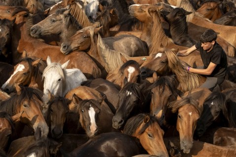 Capturing wild horses in Spain, and more from around the world