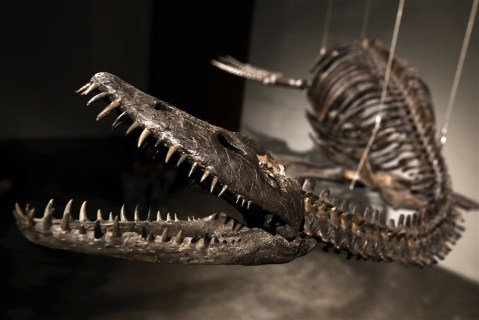 Skeletons of prehistoric predators on auction, and more from around the world