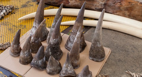Rhino horn trafficking case sheds light on curious criminal network involving frozen seafood, ‘mishandled baggage’