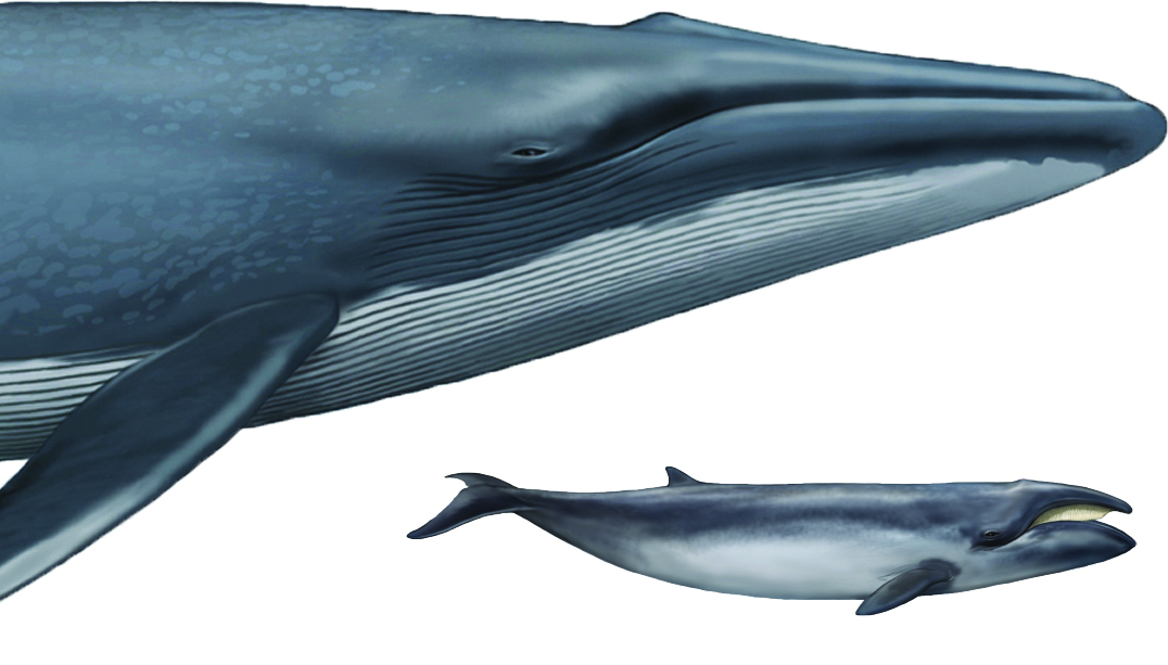 The smallest baleen whale, Caperea marginata, compared to the largest: the blue whale, Balaenoptera musculus. Image: Carl Buell / Nic Rawlence