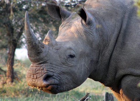 How to grow rhinos in a lab – the science that could save endangered species