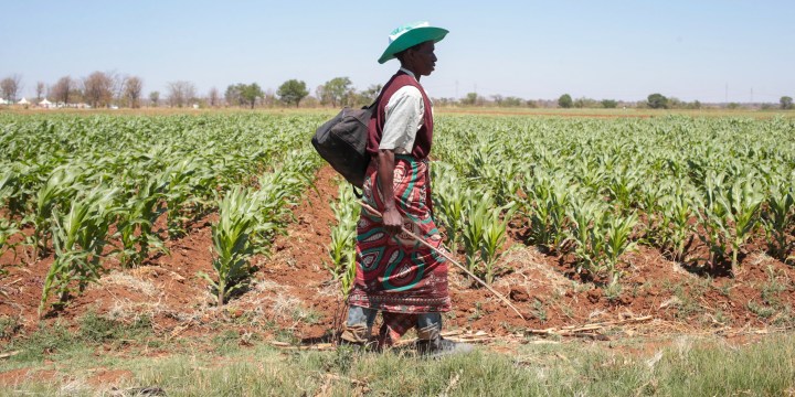 Zimbabwe plans export of ‘surplus’ maize as many locals struggle to put food on table