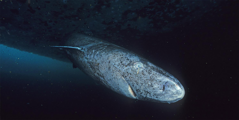 The Greenland shark’s slow swim through deep time — and into possible extinction