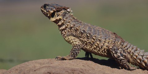 SA couple sentenced for unlawfully exporting vulnerable sungazer lizards