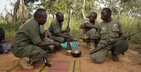 Rangers safeguard few remaining animals in Nigerian game reserve in battle against illegal wildlife trade