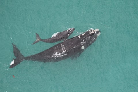 Recovering southern right whales face new challenge as crucial marginal ice diminishes in foraging grounds
