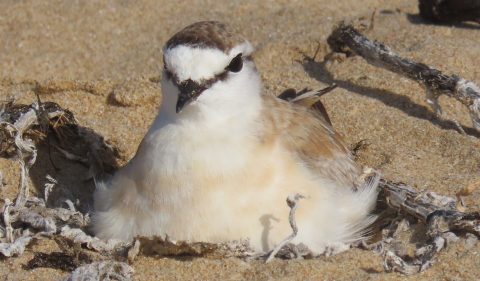 Keep your distance — how humans are diminishing shorebirds’ breeding success 