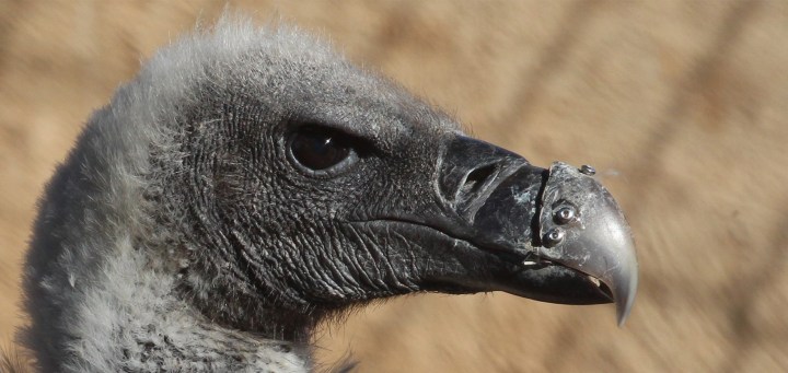 A first for South Africa as UP veterinary team performs beak transplant on vulture