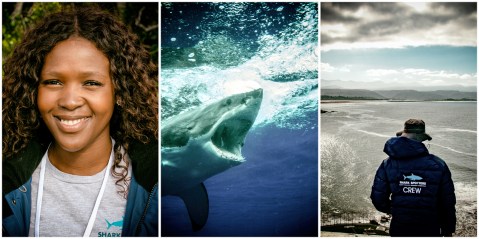 How learning to co-exist with sharks will save us, them – and the ocean