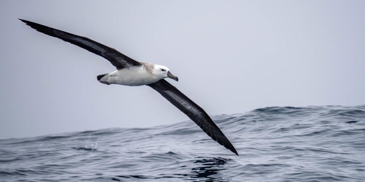 AI tracks down how billions of longline baited hooks are killing hundreds of thousands of albatrosses