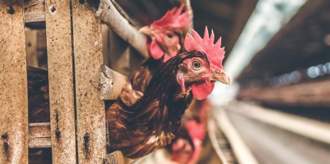 Showdown looms in South Africa’s battle of chicken tariffs