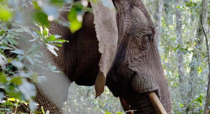 Filmmaker captures breathtaking images of Knysna forest’s elusive elephant cow