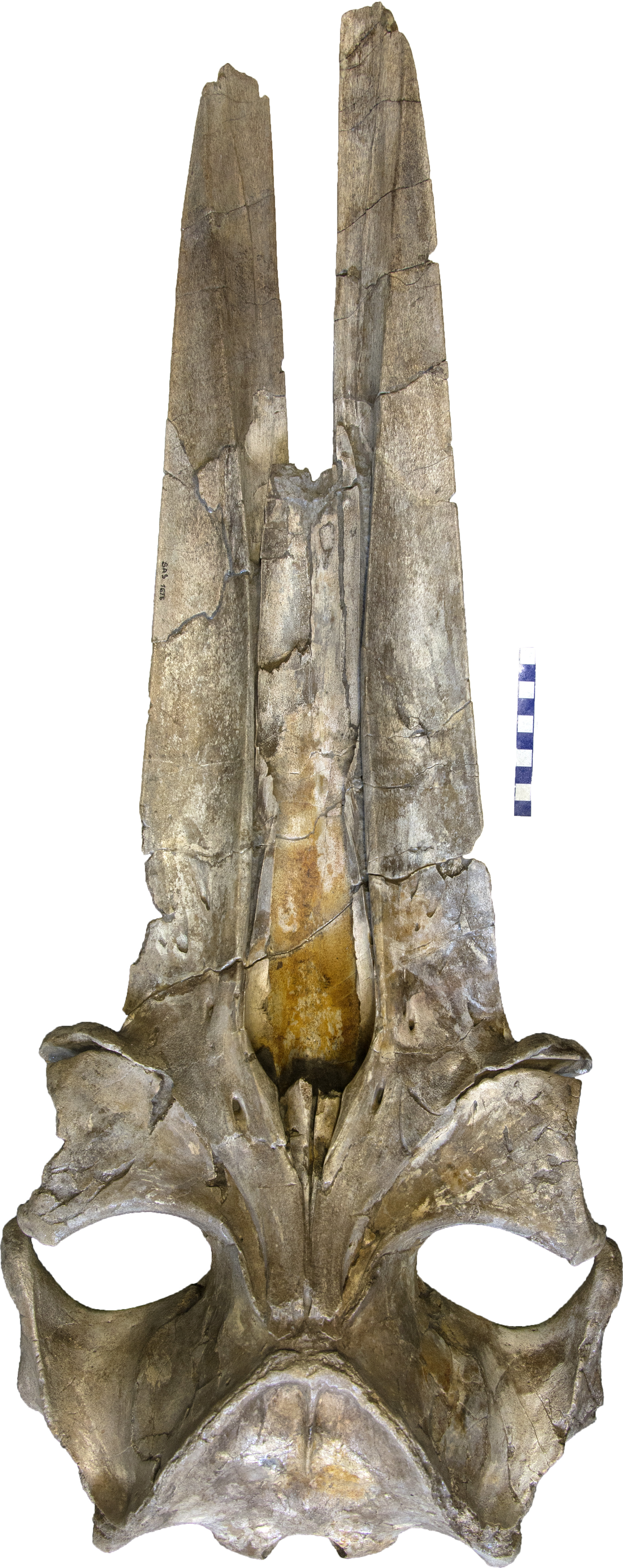 The fossil skull of the Late Miocene cetotheriid Piscobalaena nana from the Muséum National d'Histoire Naturelle. Image: Felix Marx