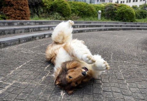 Japanese man realizes his dream to transform into a dog, and more from around the world