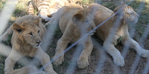 Captive lion industry breeds crime syndicates, says new investigative report