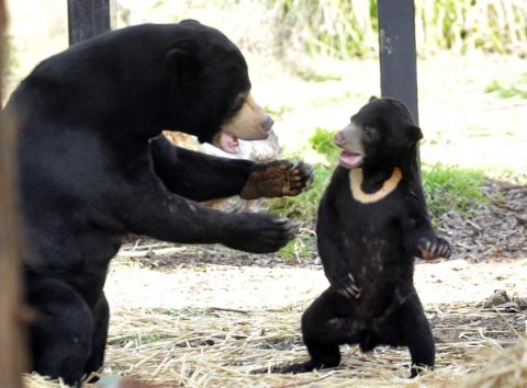 Sun bears appear so human-like they are mistaken for people in suits – experts explain