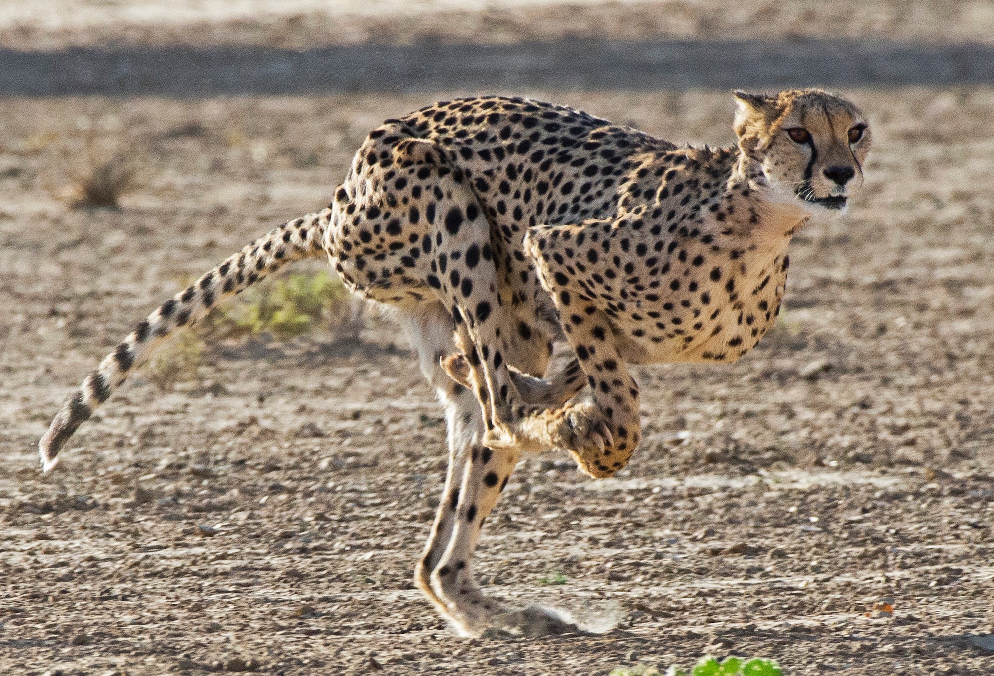 Cheetah sprinting