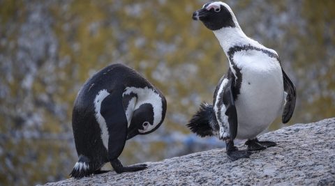 Creecy limits fishing around key African penguin colonies in ‘deal’ for people and birds