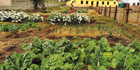 Bathurst vegetable gardens provide food for thought and positive growth in impoverished SA communities