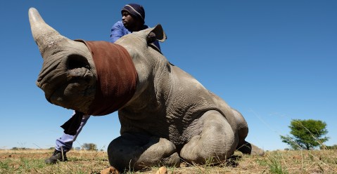 Parliament hears how ‘sophisticated syndicate’ stole 51 rhino horns from a state facility