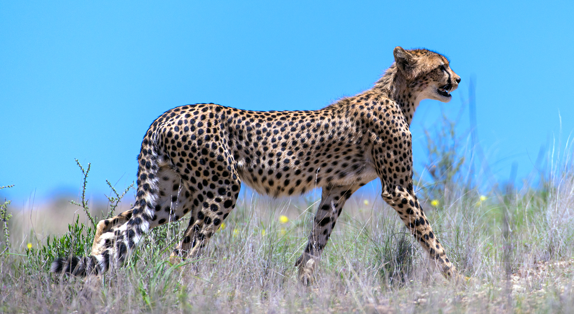 cheetah kalahari