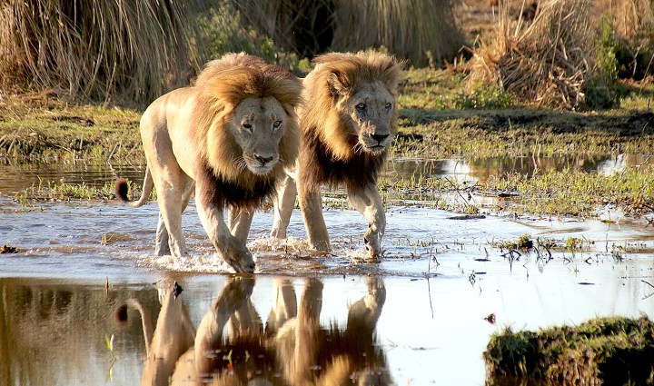 Lions and rural communities in a life-or-death battle for survival