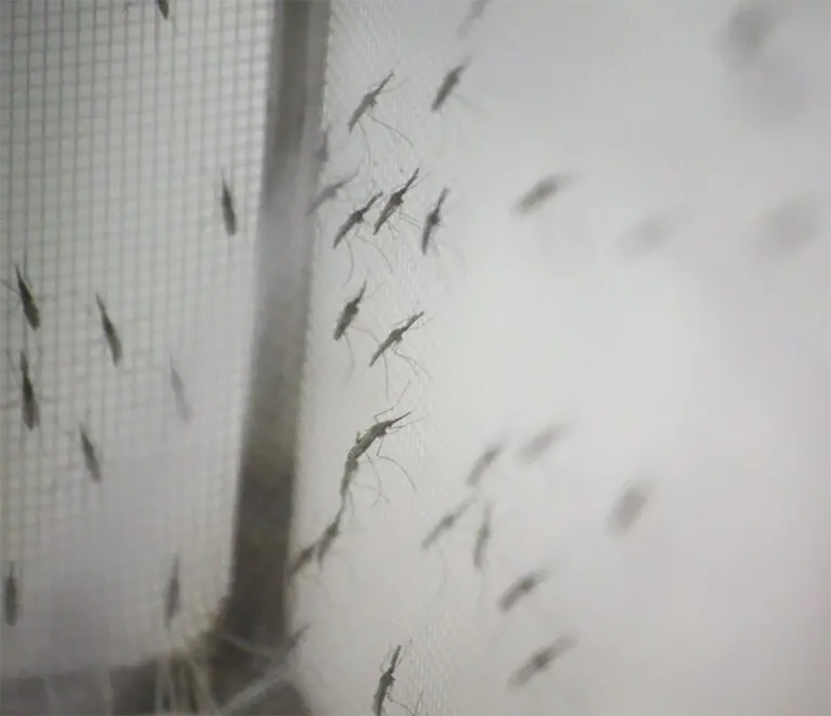 temperature mosquitoes